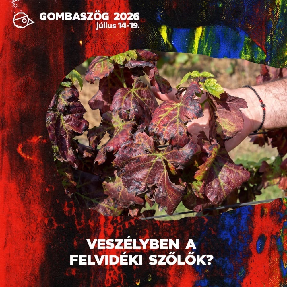 Veszélyben a felvidéki szőlők? – Tudj meg többet az aranyszínű sárgaságról