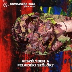 Veszélyben a felvidéki szőlők? – Tudj meg többet az aranyszínű sárgaságról